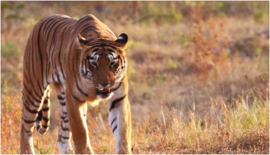 Unveiling the Top Destinations in India for Guaranteed Tiger Spotting