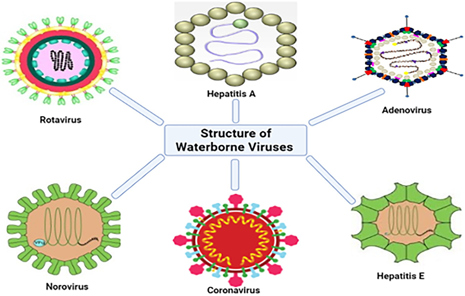 Understanding the Health Implications of Viruses: A Comprehensive Overview